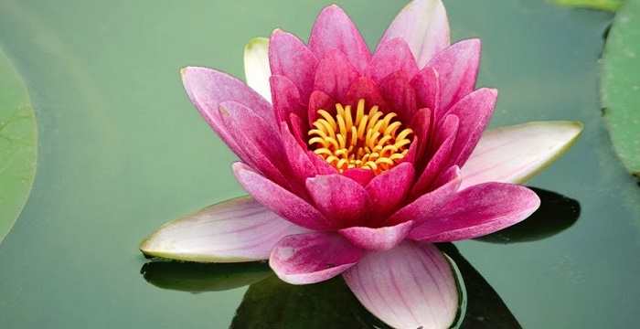 National Flower Of India Lotus An Essay