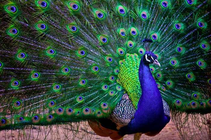 National Bird Of India Indian Peacock An Essay